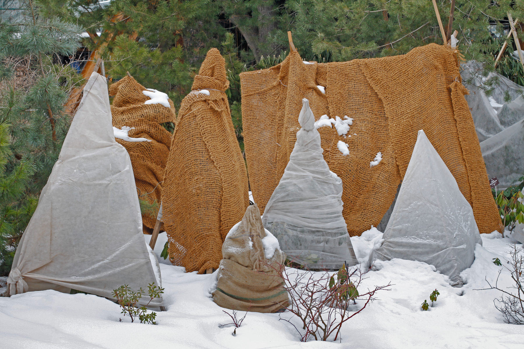 how-do-i-best-prepare-plants-and-shrubs-for-the-winter-jeff-s-outdoor